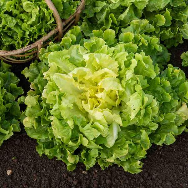 Potagères - Chicorée Scarole Blonde à Cœur Plein - BIO - face recto